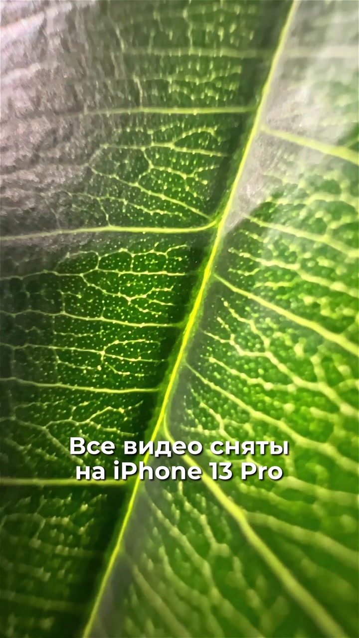 Макро режим iPhone 13 Pro
